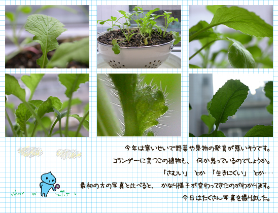 今年の寒い冬