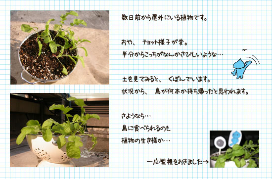鳥、登場