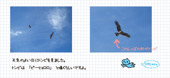 鳶