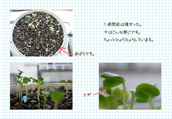 窓際のあいつ