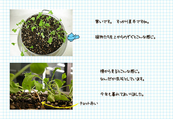 真冬のあいつ